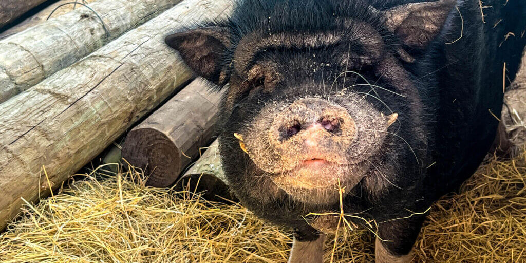 Black Pig_Rooterville Sanctuary_Melrose Florida_Putnam County